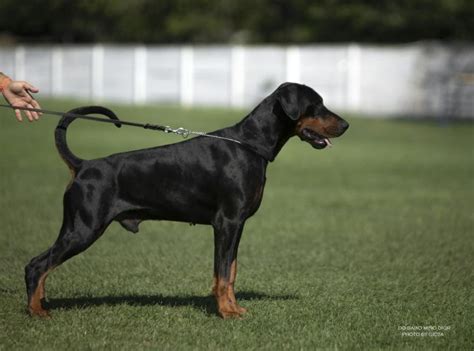 do baixo mino dior|ASSOCIAÇÃO DOBERMANN DE PORTUGAL .